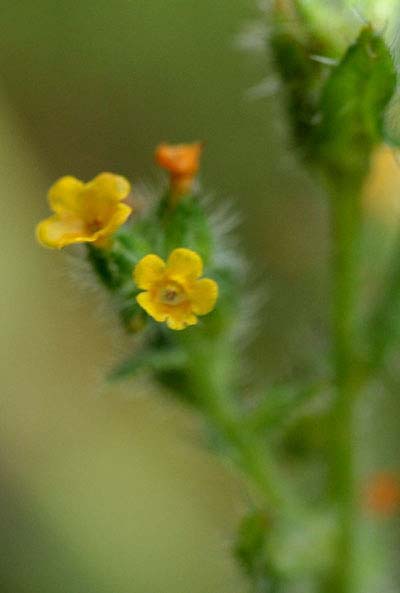 Amsinckia