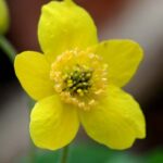 Gele anemoon