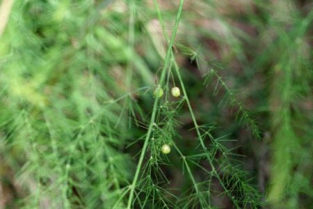 Asperge