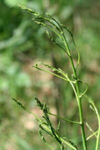 Asperge